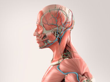 İnsan anatomisi yan görünüm hafif arka planda kas ve vasküler sistemi gösteren başın orta yakın çekim.