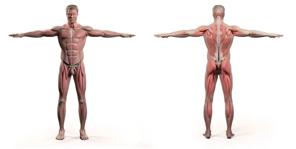 Human anatomy showing front and back full body, face, head, shoulders and torso, bone structure and vascular system on a plain white background. — Stock Photo, Image