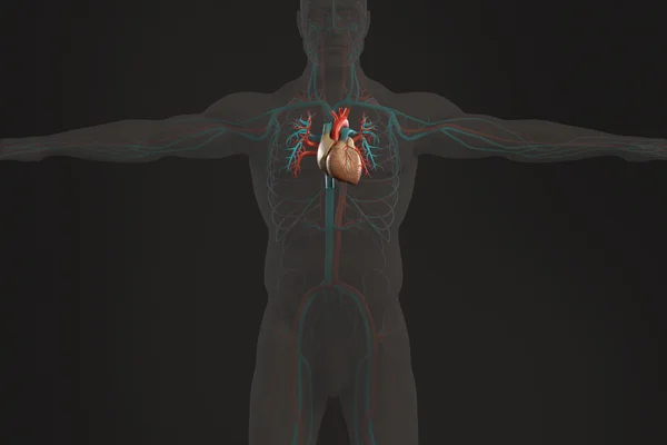 Anatomía humana vista de rayos X del sistema circulatorio, mostrando el corazón y el contorno del cuerpo sobre fondo oscuro . —  Fotos de Stock