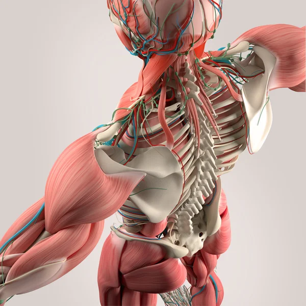 人体解剖学，背部，躯干，骨骼，肌肉。高角度. — 图库照片