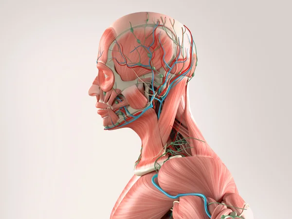 Anatomía humana vista lateral medio primer plano de la cabeza que muestra el sistema muscular y vascular sobre fondo claro . —  Fotos de Stock