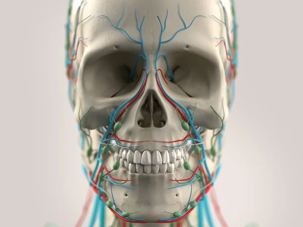 Anatomía humana cara y cabeza primer plano que muestra partes del cráneo y el sistema vascular sobre un fondo claro . —  Fotos de Stock