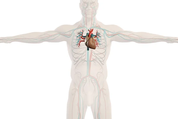Anatomía humana vista de rayos X del sistema circulatorio, mostrando el corazón y el contorno del cuerpo sobre fondo claro . — Foto de Stock