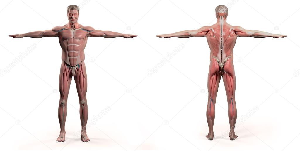 Human anatomy showing front and back full body, face, head, shoulders and torso, bone structure and vascular system on a plain white background.