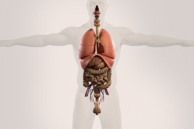 Human anatomy xray view of intestines, showing stomach, colon, intestines, lungs, urinary system and outline of body on light background. clipart