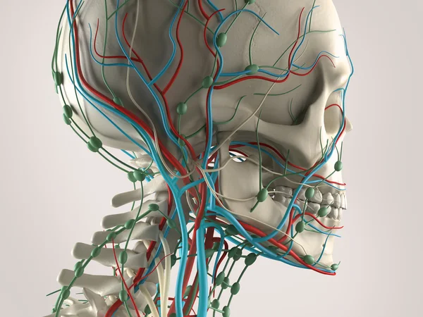 Anatomía humana vista de la cabeza con esqueleto y sistema vascular . — Foto de Stock