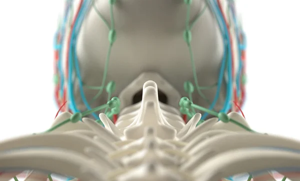 Menselijke anatomie, unieke weergave van wervelkolom, wervels en schedel. Scherptediepte. Close-up. — Stockfoto