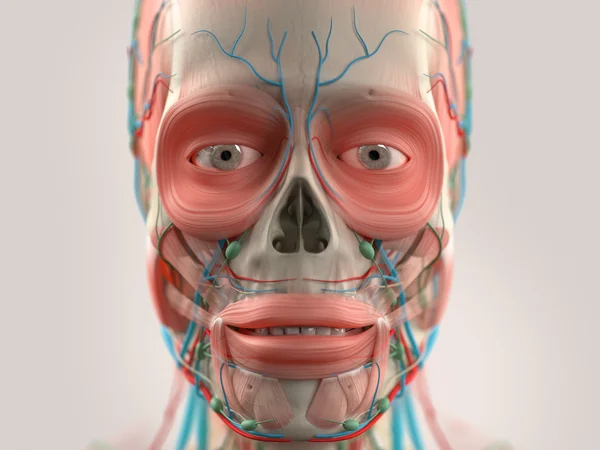 Anatomía humana cara y cabeza primer plano que muestra partes del cráneo, ojos, labios del sistema muscular, sistema vascular sobre un fondo claro . — Foto de Stock