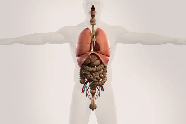 Bağırsakların insan anatomisi xray görünümü, mide gösteren, kolon, bağırsaklar, akciğerler, idrar sistemi ve ışık arka plan üzerinde vücut anahat.