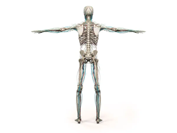 Human anatomy showing back full body, head, shoulders and torso, bone structure and vascular system on a plain white background. — Stock Photo, Image