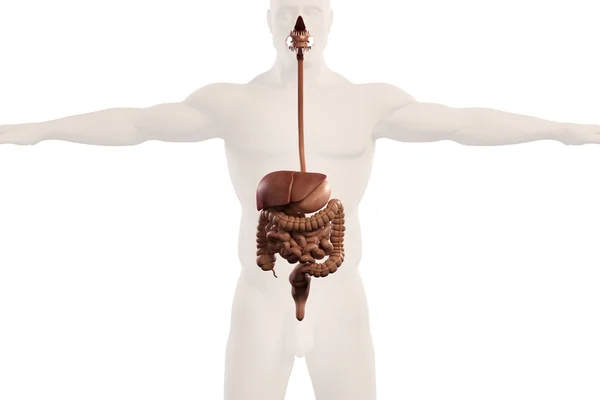 Anatomia człowieka Xray widzenia układu pokarmowego, pokazując żołądek, jelita grubego, jelita i zarys ciała na zwykłym białym tle. — Zdjęcie stockowe