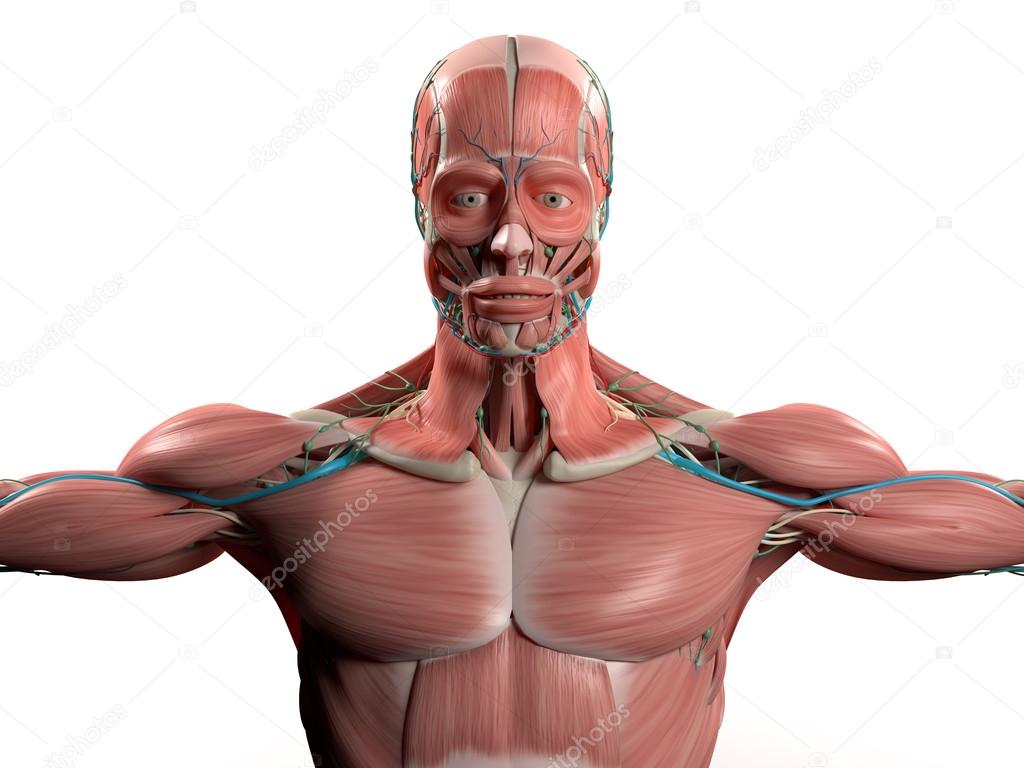 Human anatomy head, shoulders, torso,muscular system, vascular system. Plain white background.On ...