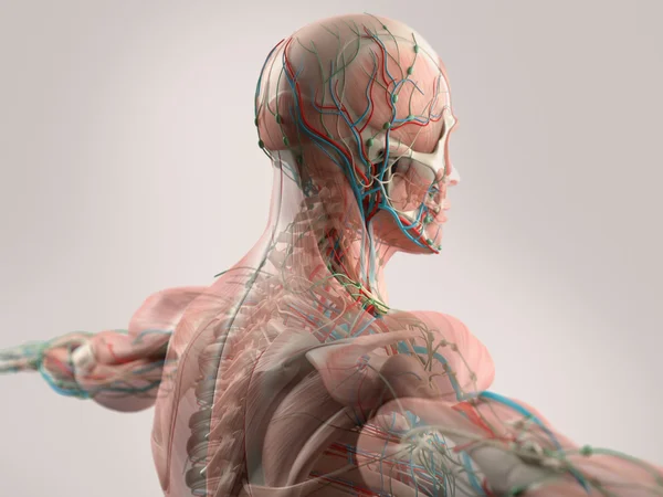 Анатомия человека показывает лицо, голову, плечи и спину мышечной системы, костной структуры и сосудистой системы . — стоковое фото