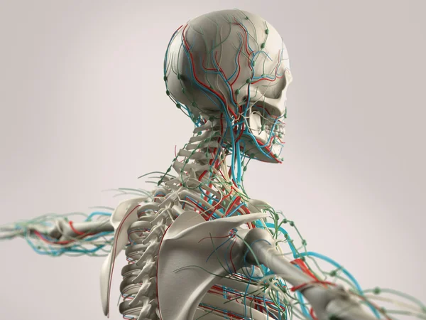 Anatomía humana que muestra la cara, cabeza, hombros y estructura de la columna vertebral y el sistema vascular . — Foto de Stock