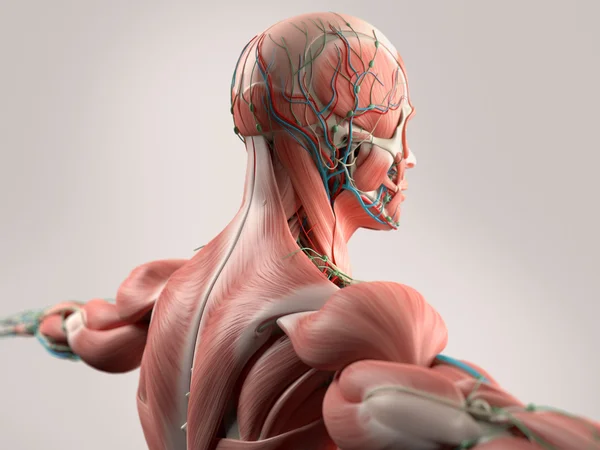 Anatomía humana que muestra cara, cabeza, hombros y espalda sistema muscular, estructura ósea y sistema vascular . — Foto de Stock