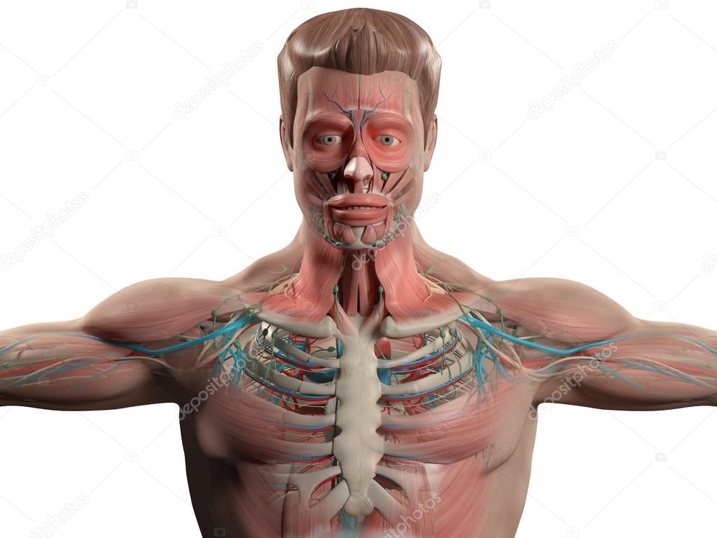 Human anatomy showing head, shoulders and torso, bone structure, muscular system and vascular system on a plain white background.