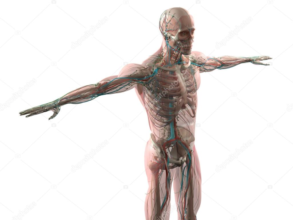 Human anatomy showing face, head, shoulders and torso muscular system, bone structure and vascular system.