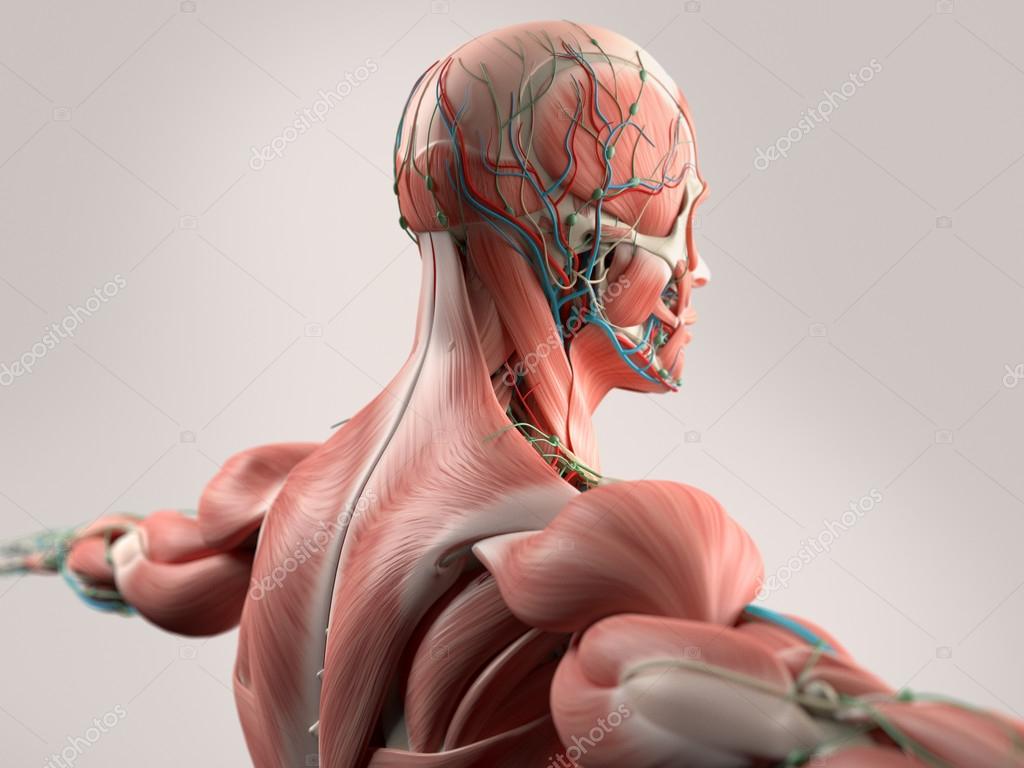 Picture Back Muscles And Bones Human Anatomy Showing Face Head Shoulders And Back Muscular System Bone Structure And Vascular System Stock Photo C Anatomyinsider