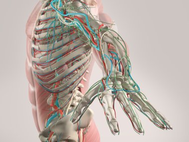 Human anatomy arm showing skeletal structure and vascular system clipart