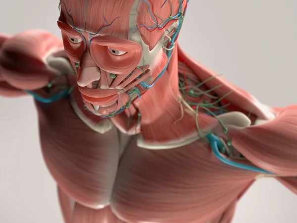 Anatomía humana que muestra cara, cabeza, hombros y sistema muscular torácico, estructura ósea y sistema vascular . — Foto de Stock