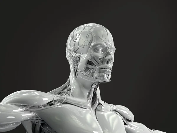 Human anatomy face and torso in porcelain finish — Stock Photo, Image