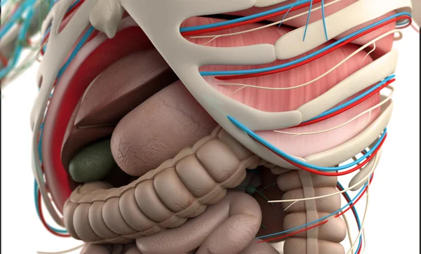 Anatomía humana que muestra primer plano del abdomen y el sistema digestivo . — Foto de Stock