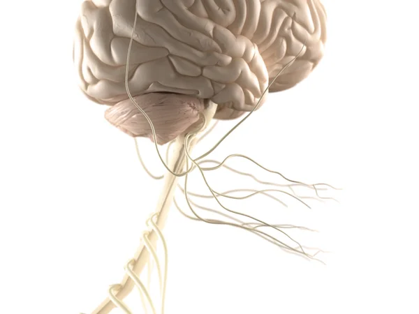 Az agy és az idegrendszer az emberi anatómia megtekintése. — Stock Fotó