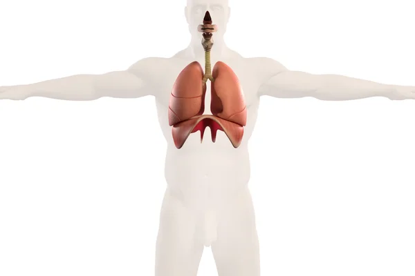 Anatomía humana vista de rayos X del sistema respiratorio, mostrando los pulmones y el contorno del cuerpo sobre fondo claro . —  Fotos de Stock