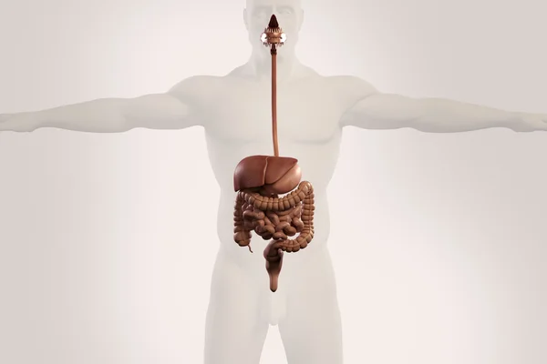 Рентгеновский обзор пищеварительной системы человека, показывающий желудок, толстую кишку, кишечник и контур тела — стоковое фото