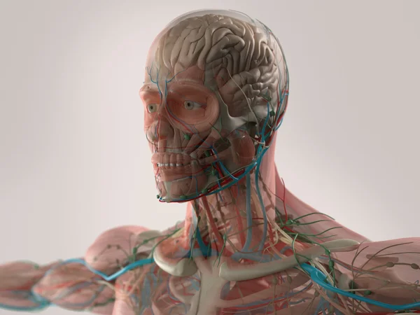Людський анатомічний мозок, обличчя, голова, плечі та грудна м'язова система, структура кісток та судинна система . — стокове фото