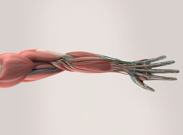 Human anatomy muscular system arm and wrist. — Stock Photo, Image