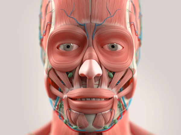 Human anatomy face and head close-up showing eyes, muscular system lips, vascular system on a light background. — Stock Photo, Image