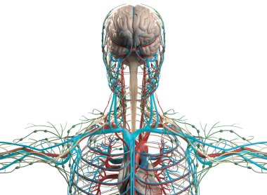 Human anatomy brain, nervous system, vascular system. clipart