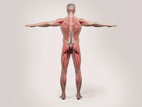 Human anatomy with back view of full body showing muscular system, vascular system and skin on white background. — Stock Photo, Image