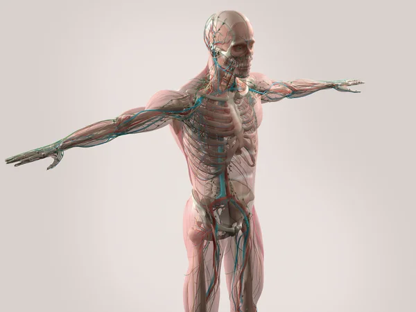 Anatomie humaine montrant le visage, la tête, les épaules et le système musculaire du torse, la structure osseuse et le système vasculaire . — Photo