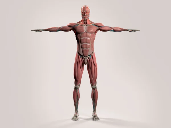 Anatomia człowieka z przodu Widok całego ciała pokazano układ mięśniowy i układu naczyniowego. — Zdjęcie stockowe