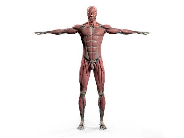 Анатомія людини з видом спереду на повне тіло, що показує м'язову систему і судинну систему . — стокове фото