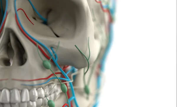 Anatomia człowieka wyświetlone Zbliżenie czaszki, żył, węzłów chłonnych i zęby, z głębi pola. — Zdjęcie stockowe