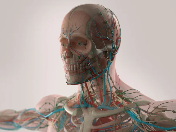 解剖学人間の脳、顔、頭、肩、胸の筋肉系、骨構造と血管系. — ストック写真