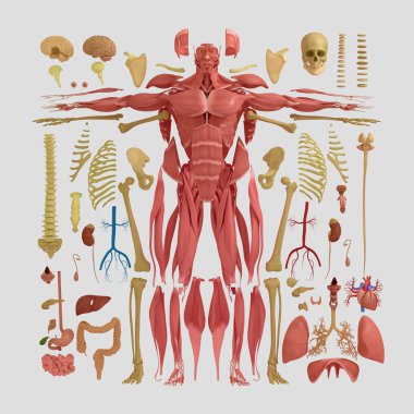 İnsan anatomisi düz yatıyordu illüstrasyon vücut parçaları. Siluet şekiller. 3D çizim
