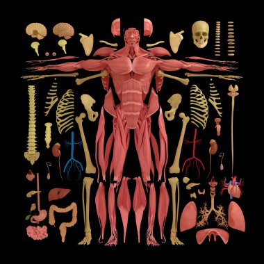 İnsan anatomisi düz yatıyordu illüstrasyon vücut parçaları. Siluet şekiller. 3D çizim