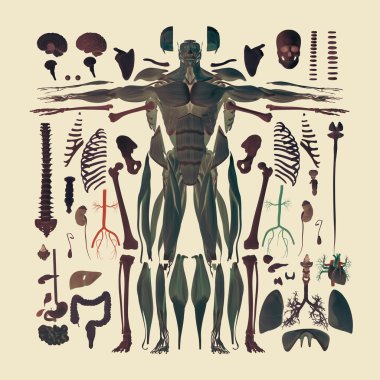 İnsan anatomisi düz yatıyordu illüstrasyon vücut parçaları. Siluet şekiller. 3D çizim