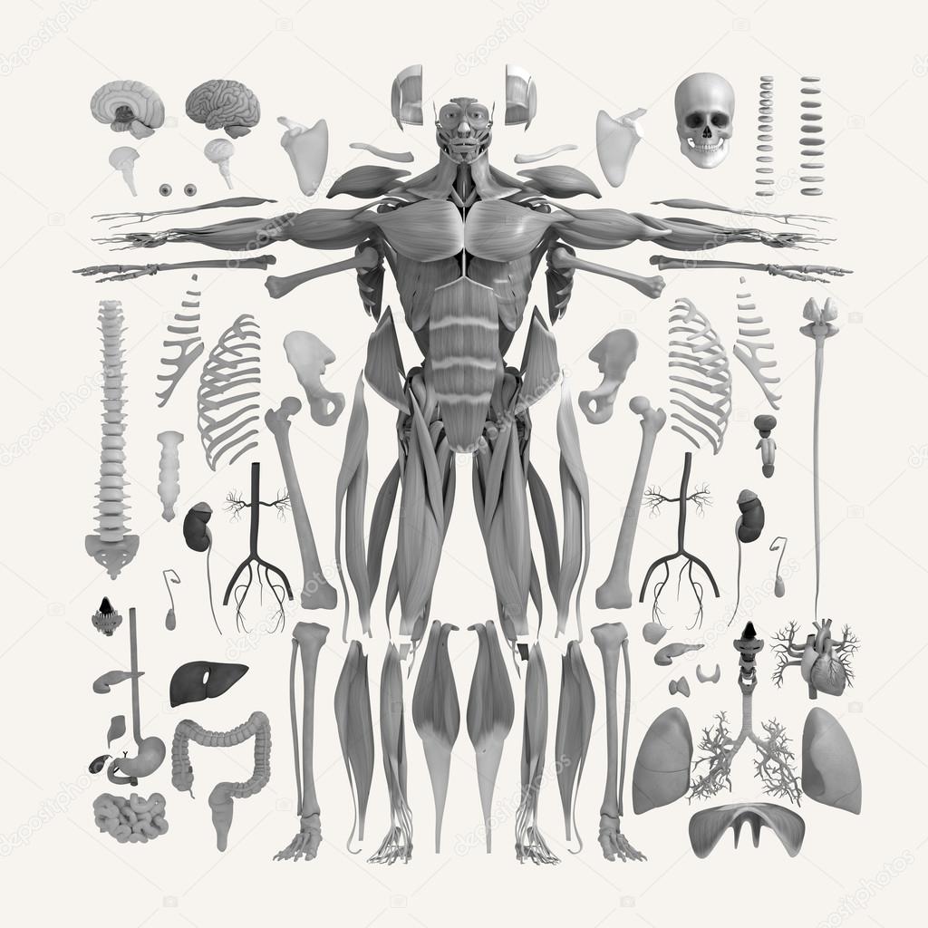 Human anatomy flat lay illustration of body parts. Silhouette shapes. 3D Illustration