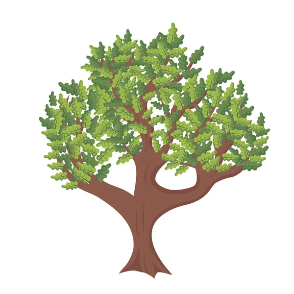 Meşe - yaz ağaç — Stok Vektör