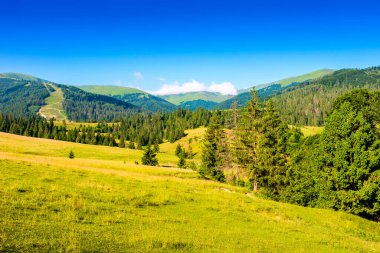 Yazın dağ tarlası. Mavi gökyüzünün altında yeşil çayırları olan güzel manzaranın yuvarlak tepelerindeki çimenler. Güneşli bir günde Ukrayna 'nın kırsal manzarası. Alp bölgesindeki kırsal otlakların manzarası