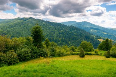 Yazın kırsal dağ. Bulutlu gökyüzü ile tepenin üstündeki tarla. Ukrayna 'nın yuvarlanan kırsal manzarasının güzel manzarası. Yeşil çimenler ve yemyeşil orman. Dramatik havada doğa manzarası 