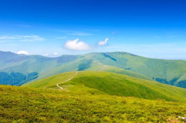 Yaz mevsiminde dağ çayırı. Güneşli bir günde yeşil alp çayırı. Mavi gökyüzünün altındaki güzel Karpat Alpleri manzarası. Tepeler ve çayırlar olan hareketli bir manzara. Ukrayna 'nın çarpıcı kırsal kesimi