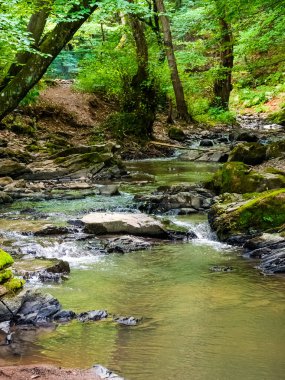Yazın orman nehri. Su ve kaya vadide. Avrupa 'nın doğal manzarası boyunca yemyeşil ağaçların yanından akan yeşil akarsu. Ukrayna Ormanı 'nda sahne