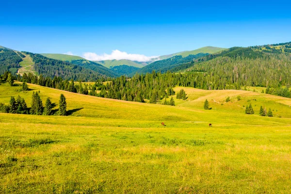 Yazın dağ tarlası. Mavi gökyüzünün altında yeşil çayırları olan güzel manzaranın yuvarlak tepelerindeki çimenler. Güneşli bir günde Ukrayna 'nın kırsal manzarası. Alp bölgesindeki kırsal otlakların manzarası