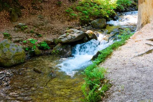 Orman deresi manzarası. Yazın yeşil ortamda bir dere. Taşlı ve çağlayan su akıntısı güneşli bir günde Ukrayna 'nın yemyeşil dağlık ormanlarında akıyor.